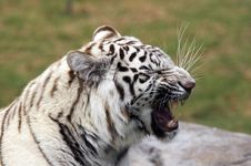 White Tiger Yawning Stock Photo