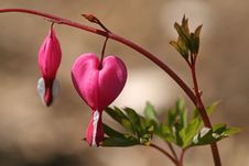 Bleeding Heart Stock Images Bleeding Heart Stock Images