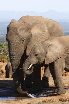 Elephant And Child Drinking Stock Image Elephant And Child Drinking Stock Image