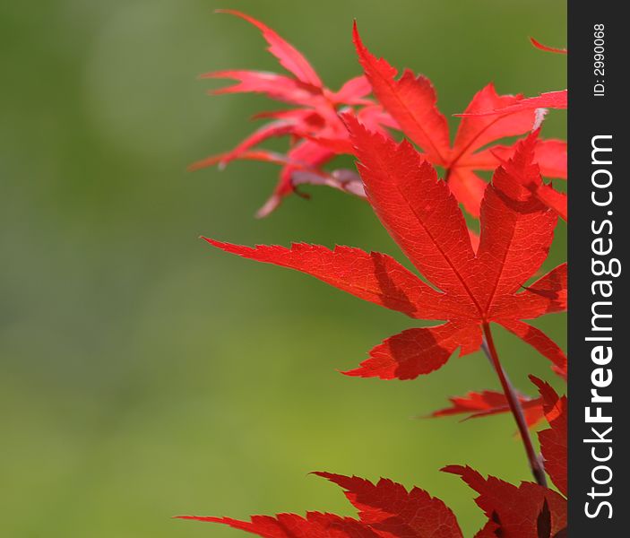 Red Leaves on Green Background. Red Leaves on Green Background