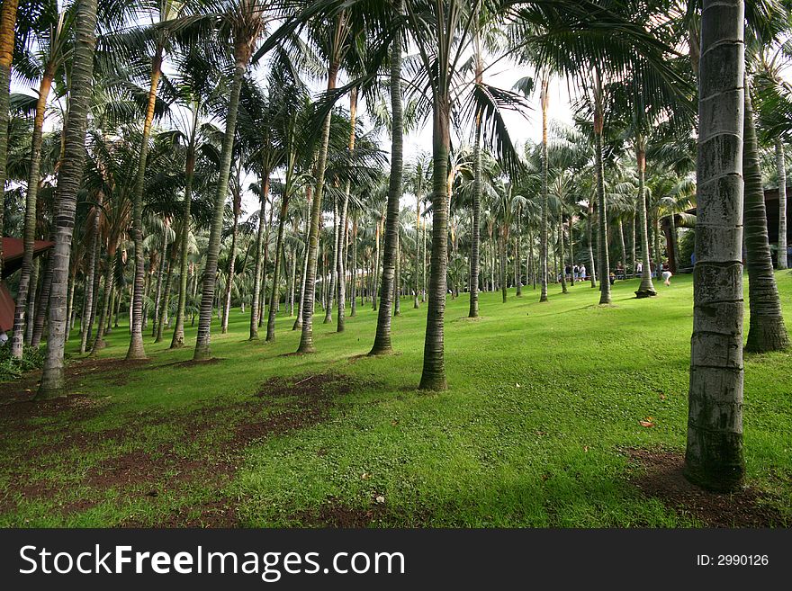Palm Tree Garden