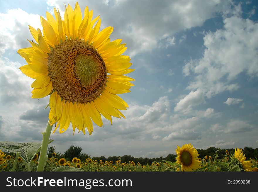 A large sunflower sets an upbeat mood on an otherwise cloudy and dull day. A large sunflower sets an upbeat mood on an otherwise cloudy and dull day.