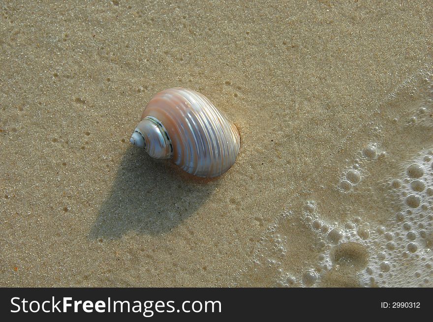 Colorful seashell on the shore and waves. Colorful seashell on the shore and waves