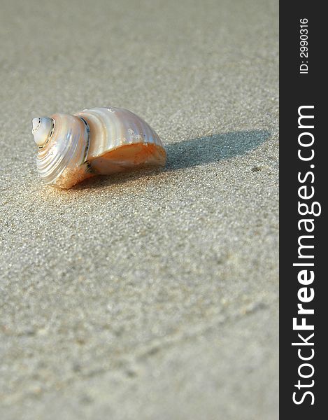 Beautiful shell resting on a shore. Beautiful shell resting on a shore