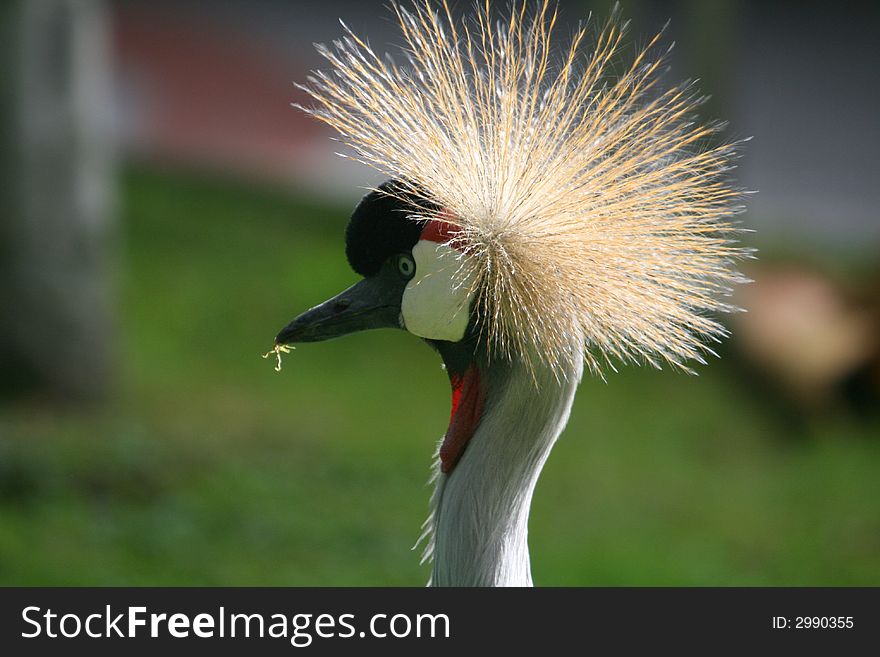 Profile crane bird head on grass background. Profile crane bird head on grass background