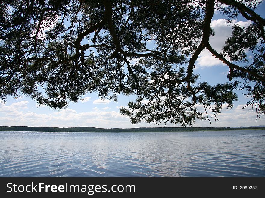 Greater branch of a pine above lake. Greater branch of a pine above lake.