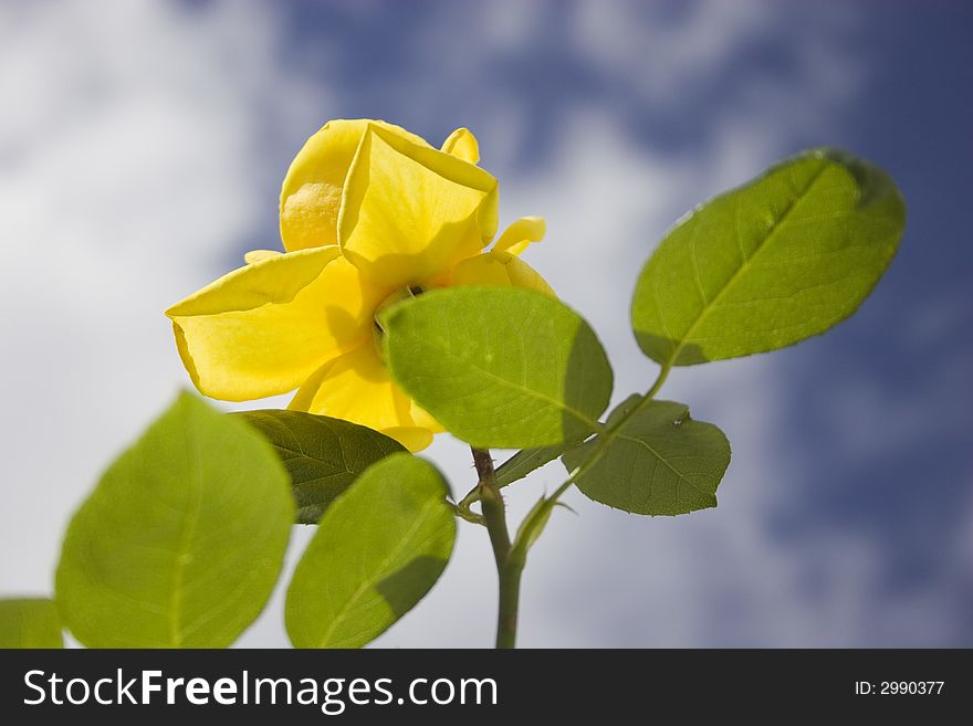 Yellow rose flower with a blue sky background