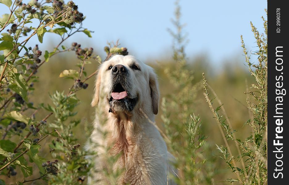 Golden retriver running in the forest