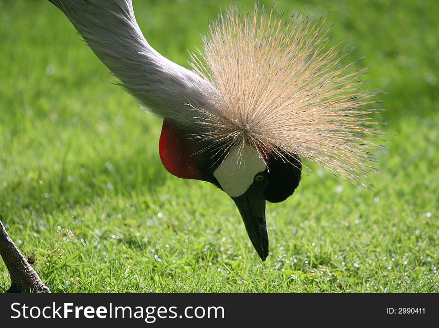 Crane bird looking for some food in the grass. Crane bird looking for some food in the grass