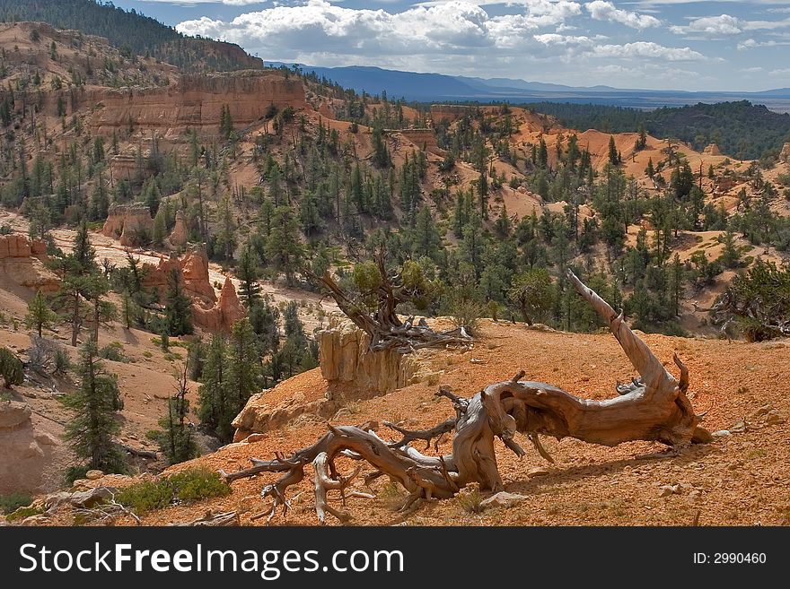 The dried up tree