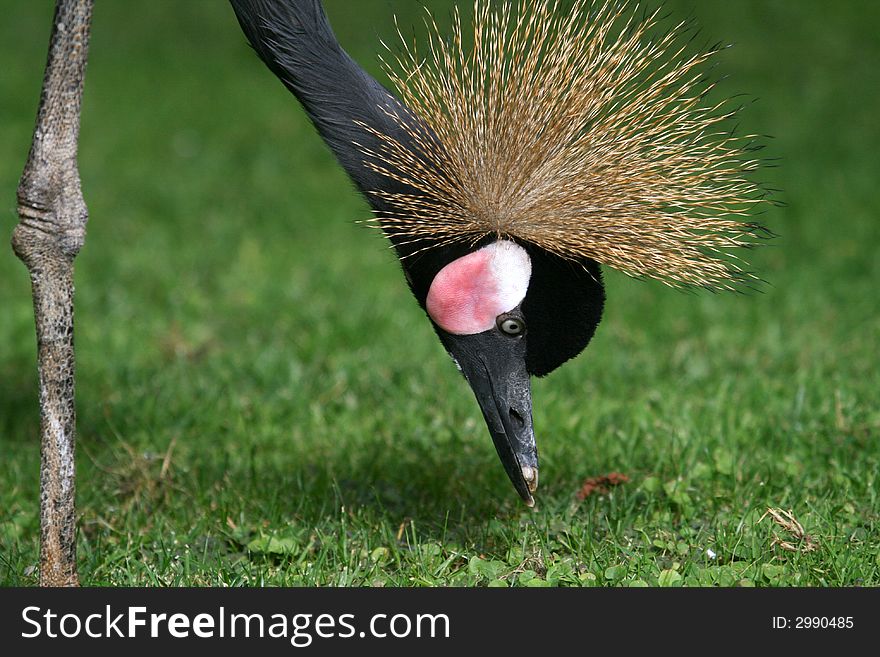 Black neck crane