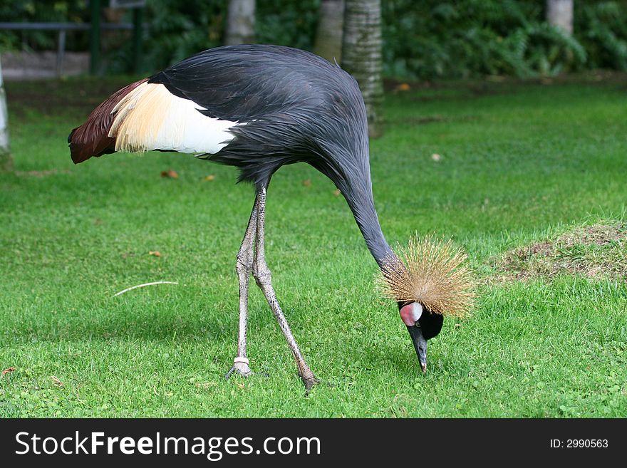 Black crane in the grass, loking for food
