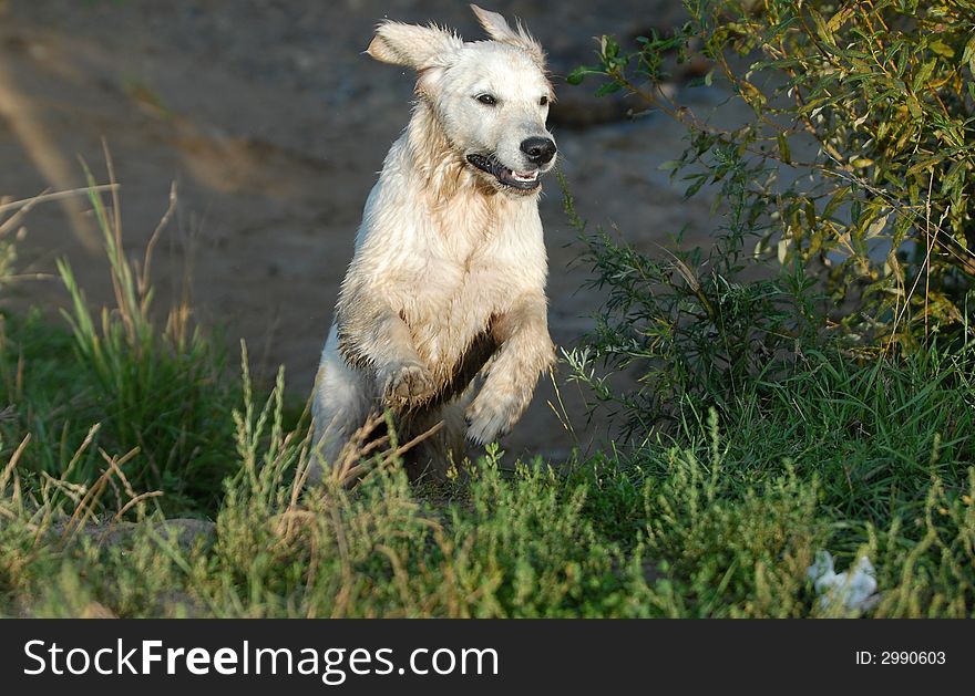 Young dog - golden Retriver runing by the grass
