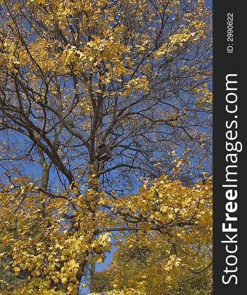 The big tree with yellow autumn leaves on a background of the dark blue sky. The big tree with yellow autumn leaves on a background of the dark blue sky