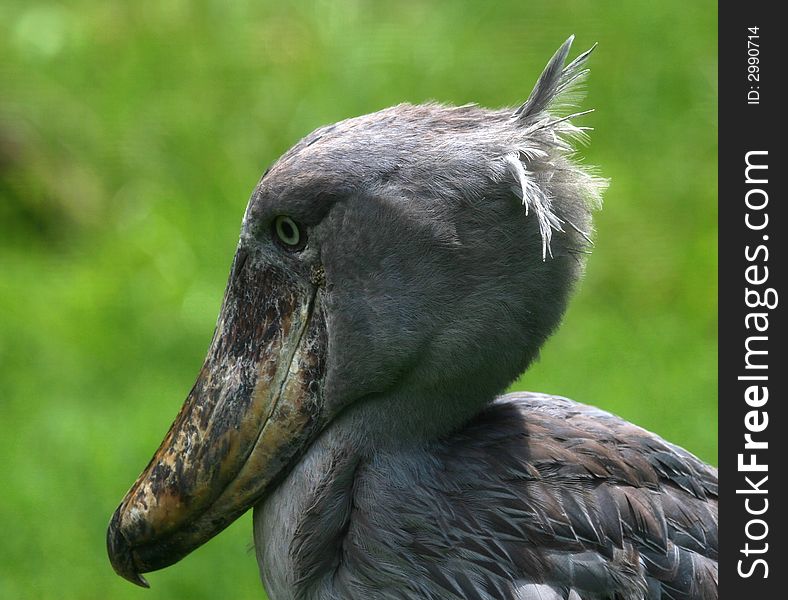 Shoebill, Bog Bird