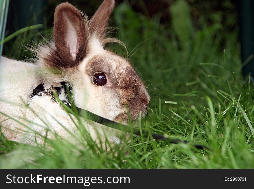 This rabbit is talking a walk outside