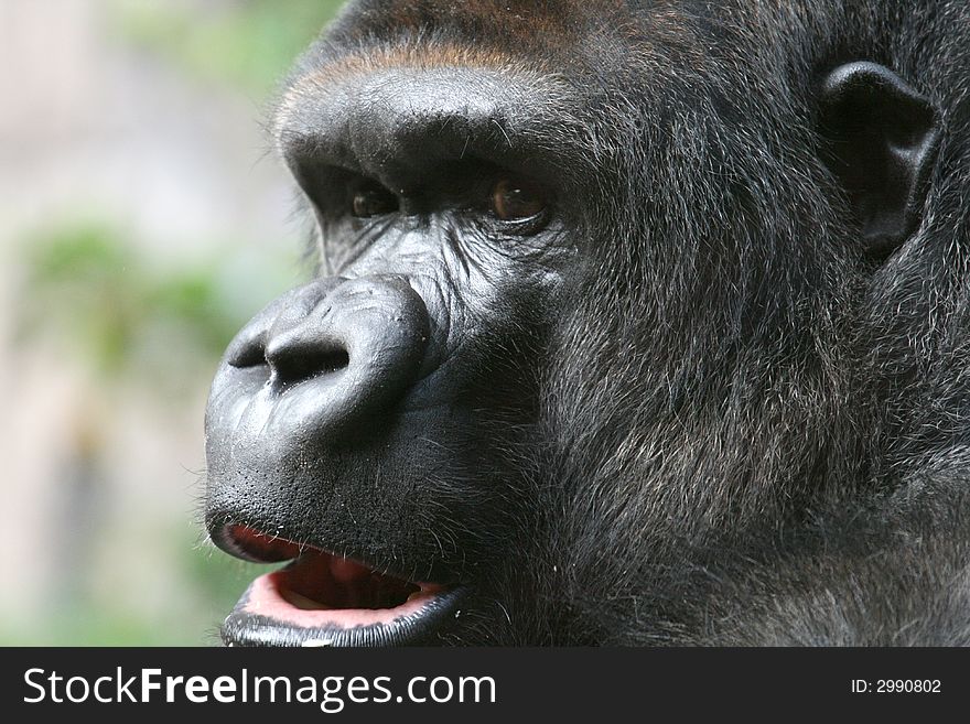 Gorilla face with it's mouth half open. Gorilla face with it's mouth half open