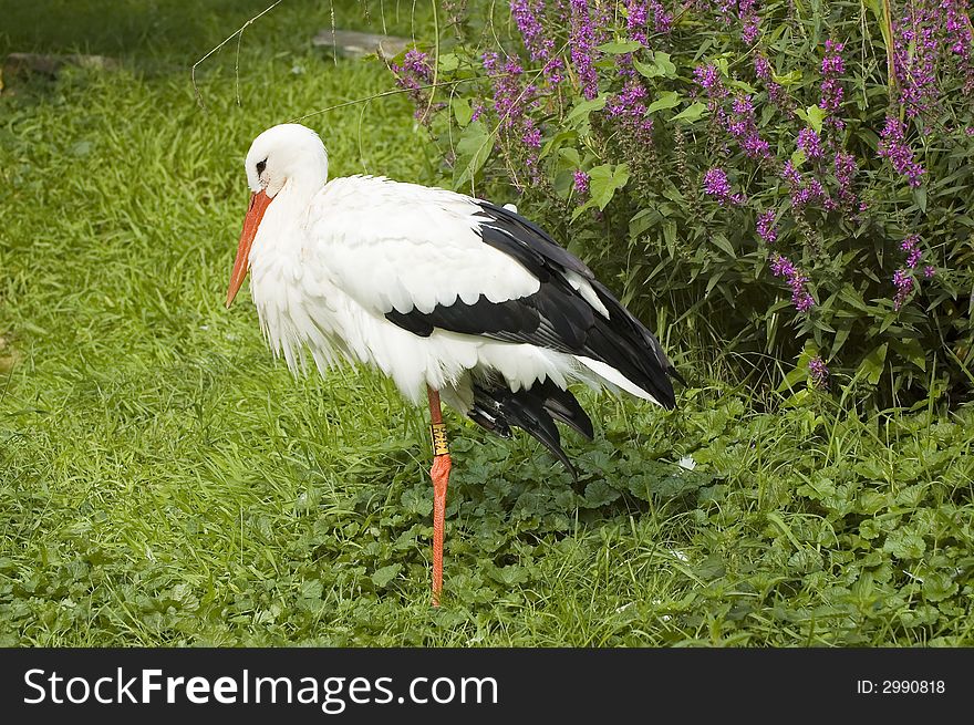 Beautiful stork with green natural background and flowers. Beautiful stork with green natural background and flowers