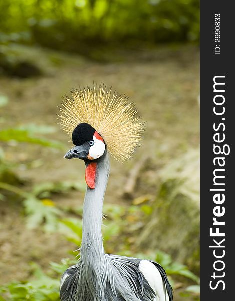 Crowned crane bird with natural background