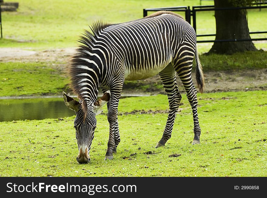 Zebra grasing with natural greenish background