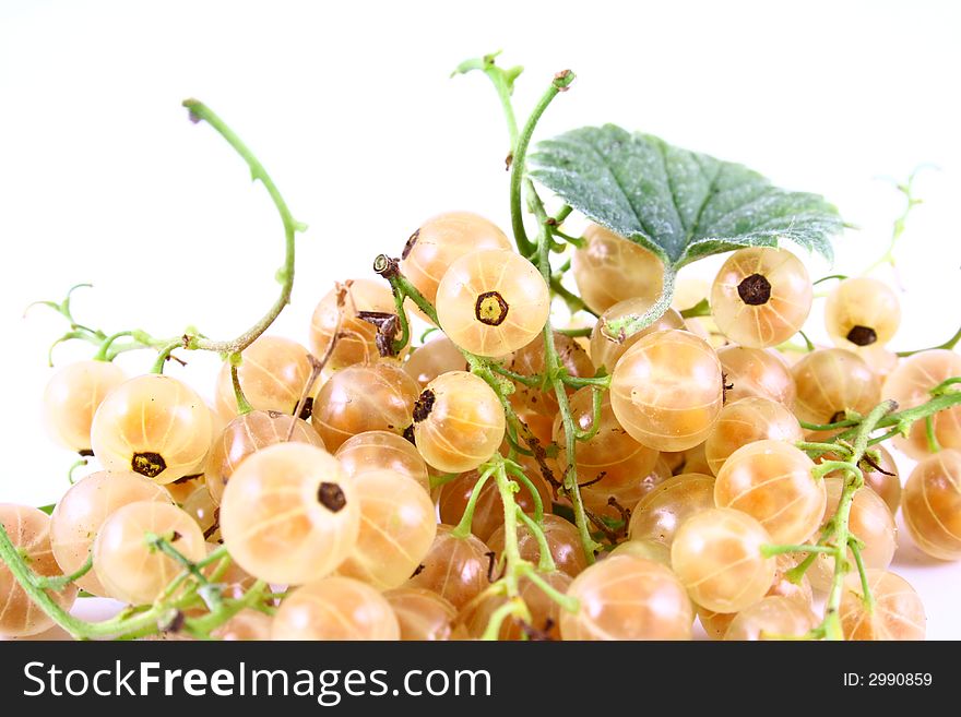 white currant on white background