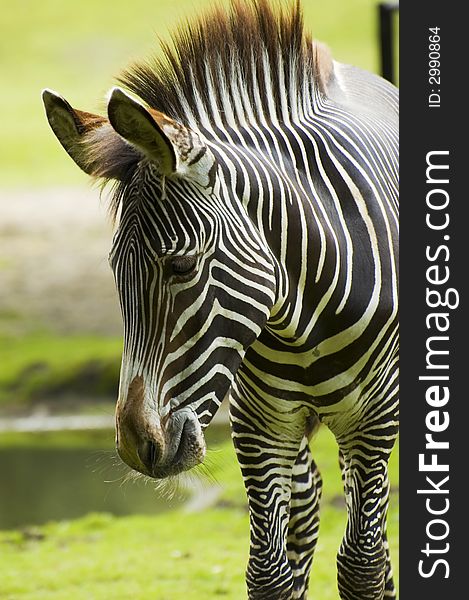 Portrait of zebra with natural blurry background. Portrait of zebra with natural blurry background