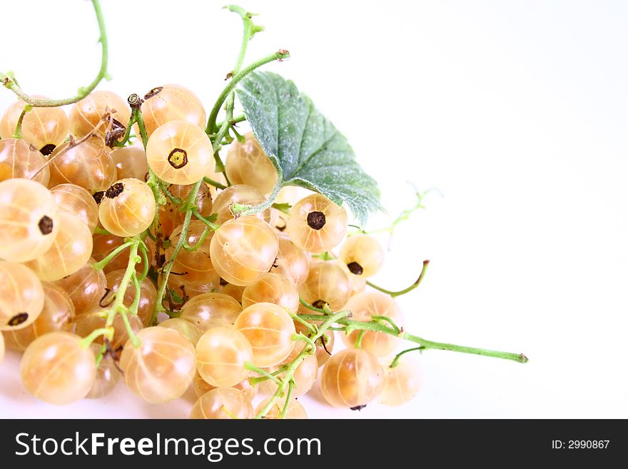 white currant on white background