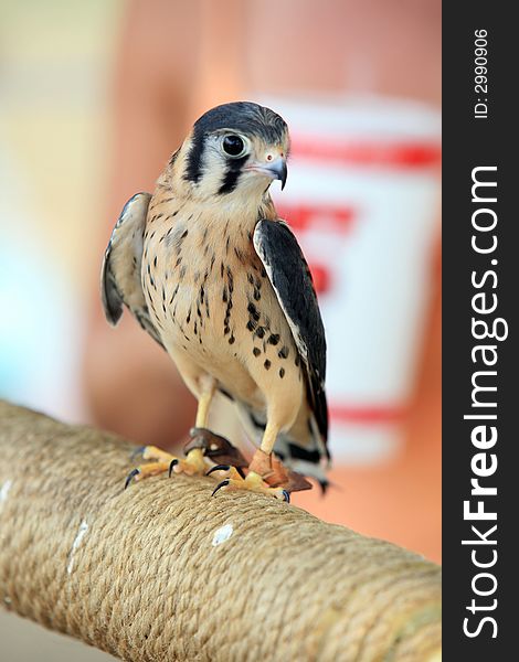 The Kestral is a quick and nimble raptor its prey the field mouse