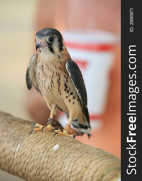 The Kestral is a quick and nimble raptor its prey the field mouse