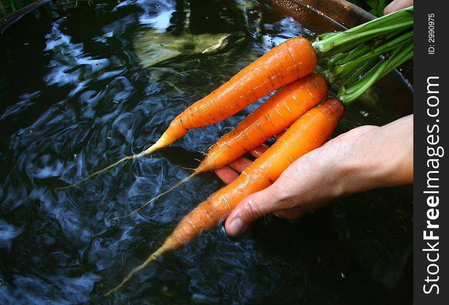 Carrots washed up in a flank with water. Carrots washed up in a flank with water.