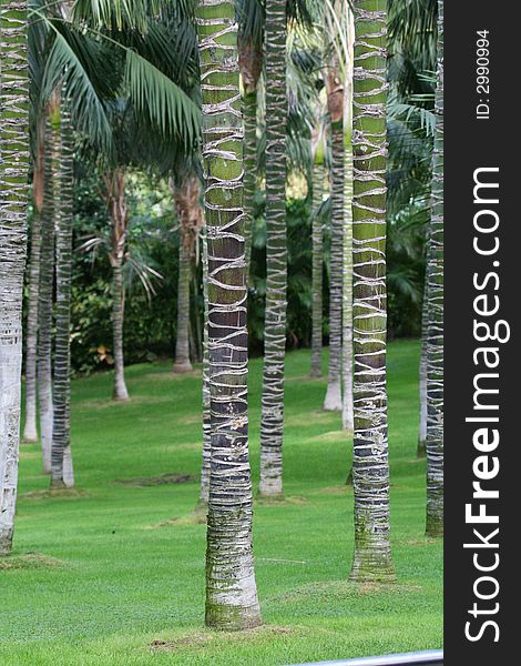 Palm trees in parc with green grass