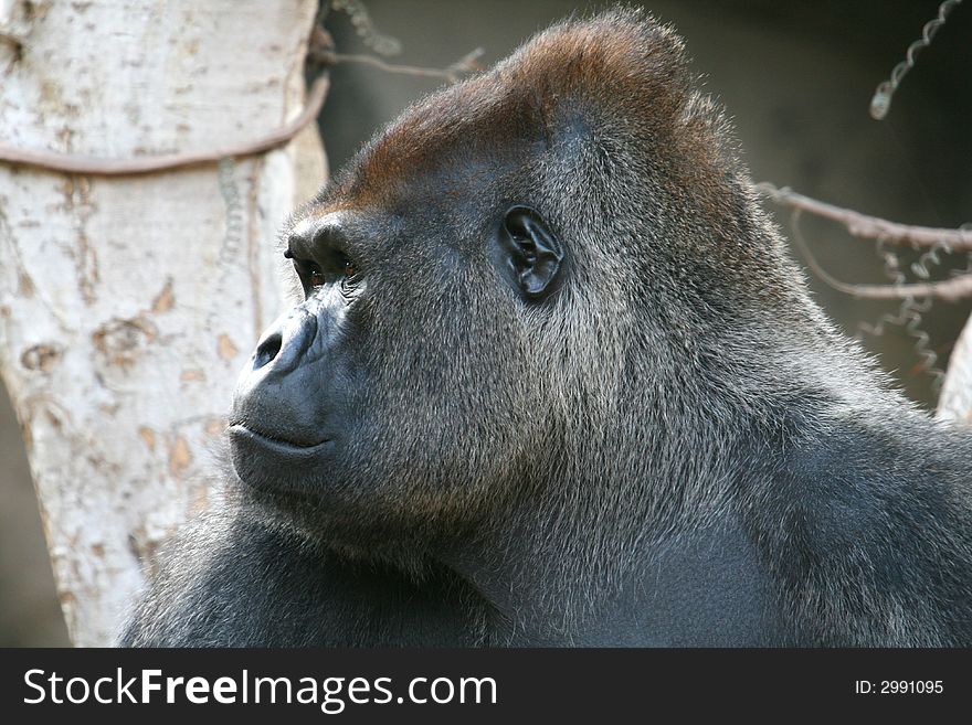 Huge black male gorilla head looking sad. Huge black male gorilla head looking sad