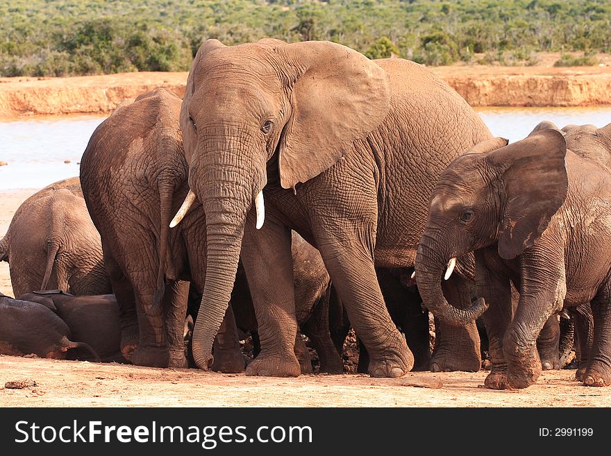 Elephant Family at Waterhole in the Addo Elephant National Park, South Africa