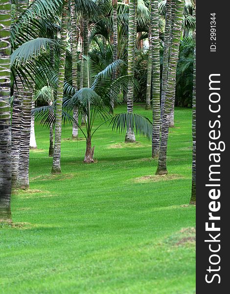 Small palm tree in palm tree garden