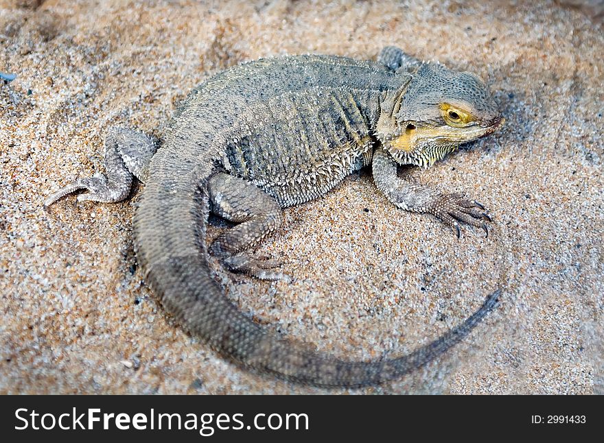 Bearded Dragon lizard over desert sand
