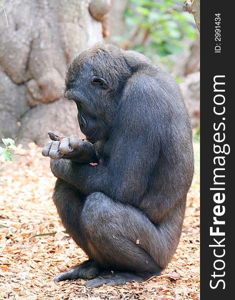 Young gorilla profile looking in his hand