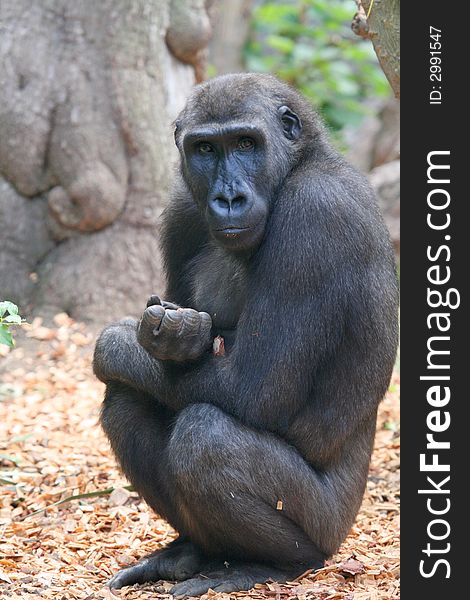 Young gorilla monkey with hand closed in front of him