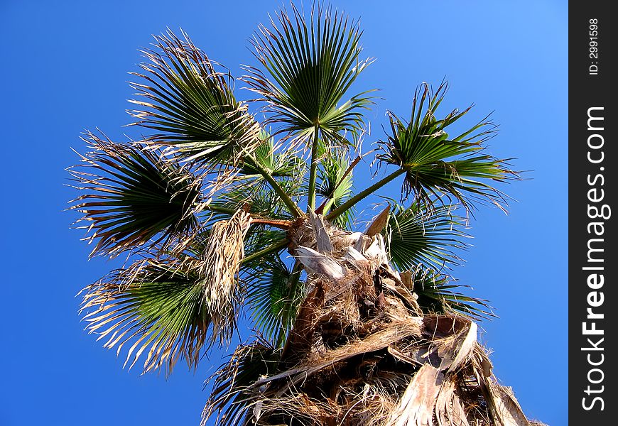 A tropical palm on deep blue sky. Sunny day at Spain`s beach, Mediterranean Sea. Summer 2005