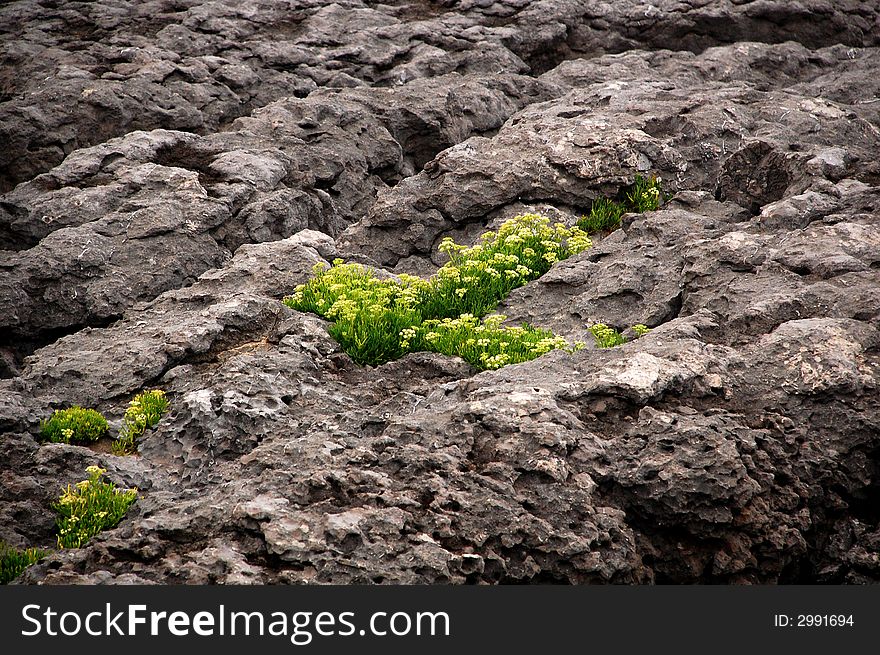 Flowers on a cliff in a park in spain