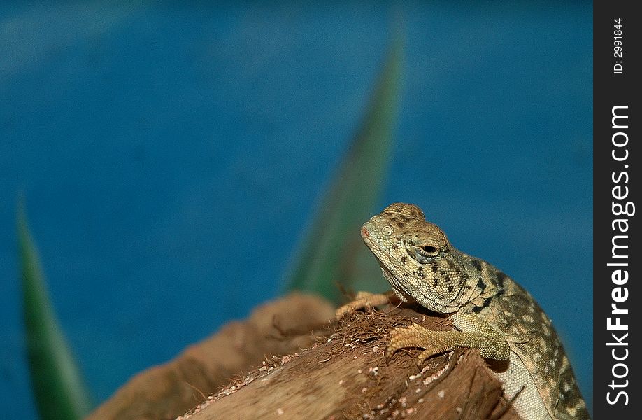 Image of a gecko lizard