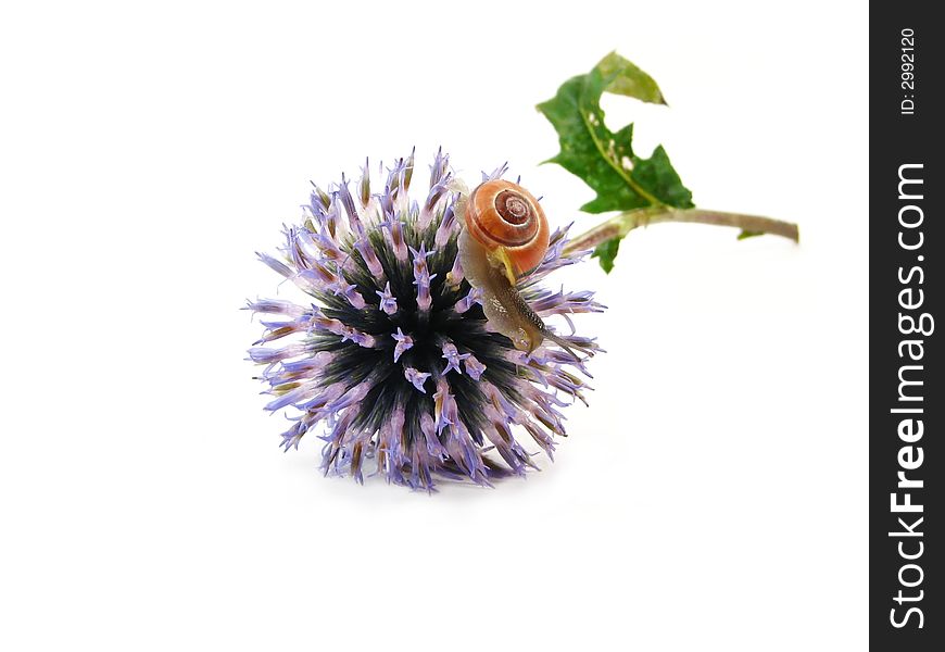Nature, fauna and flora, composite: slug on blue flower on white background