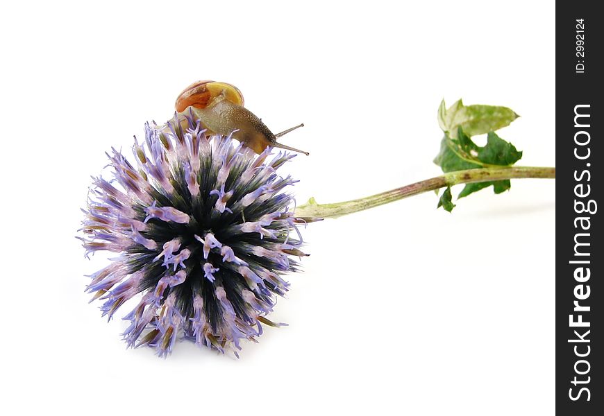 Nature, fauna and flora, composite: slug on blue flower on white background