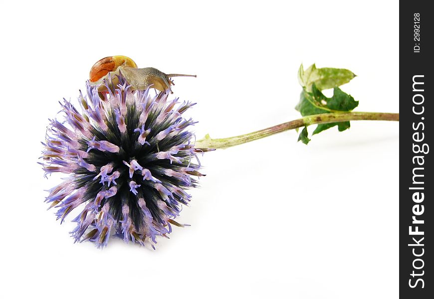Nature, fauna and flora, composite: slug on blue flower on white background
