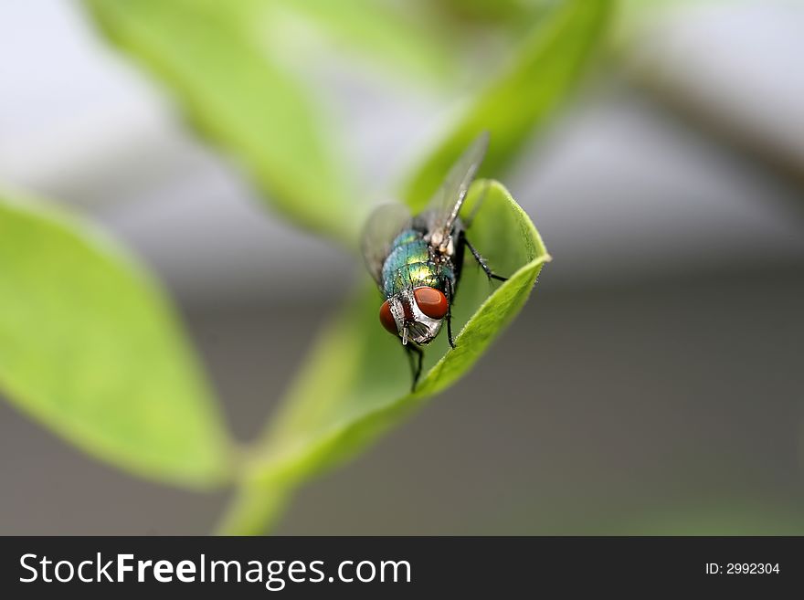 A macro photograph of a red eyed fly