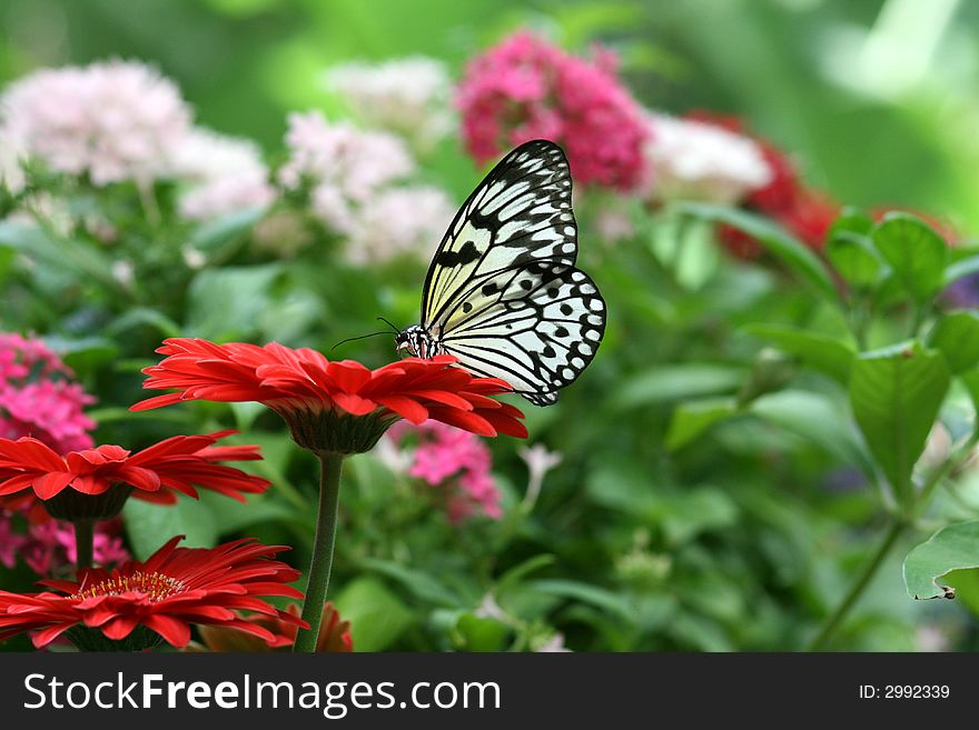 White and Black butterfly sipping on a red daisy flower. White and Black butterfly sipping on a red daisy flower.