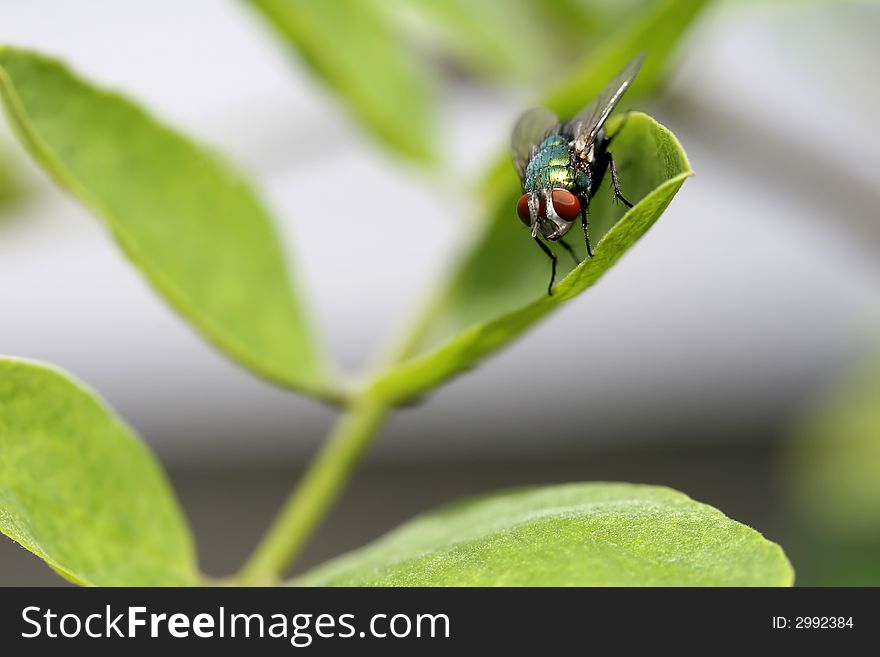 A macro shot of a green fly perched on a green leaf. A macro shot of a green fly perched on a green leaf