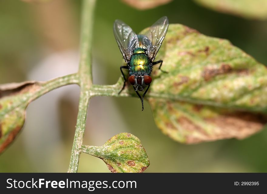 A green fly perched on a leaf