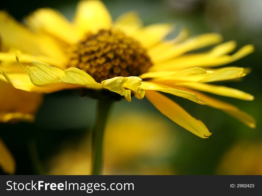A bright yellow flower with a green background