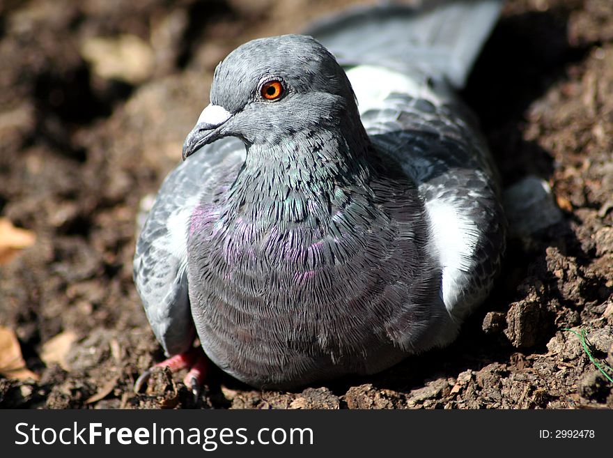 A close up photograph of a pigeon sat on earth in St. James' Park, London. A close up photograph of a pigeon sat on earth in St. James' Park, London.