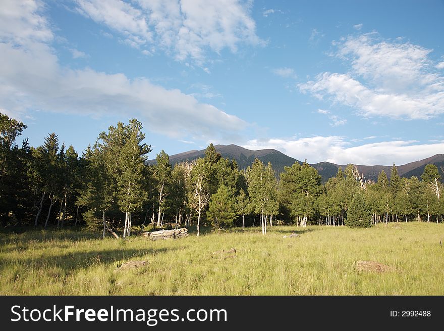 A high mountain meadow in the mountains of Arizona